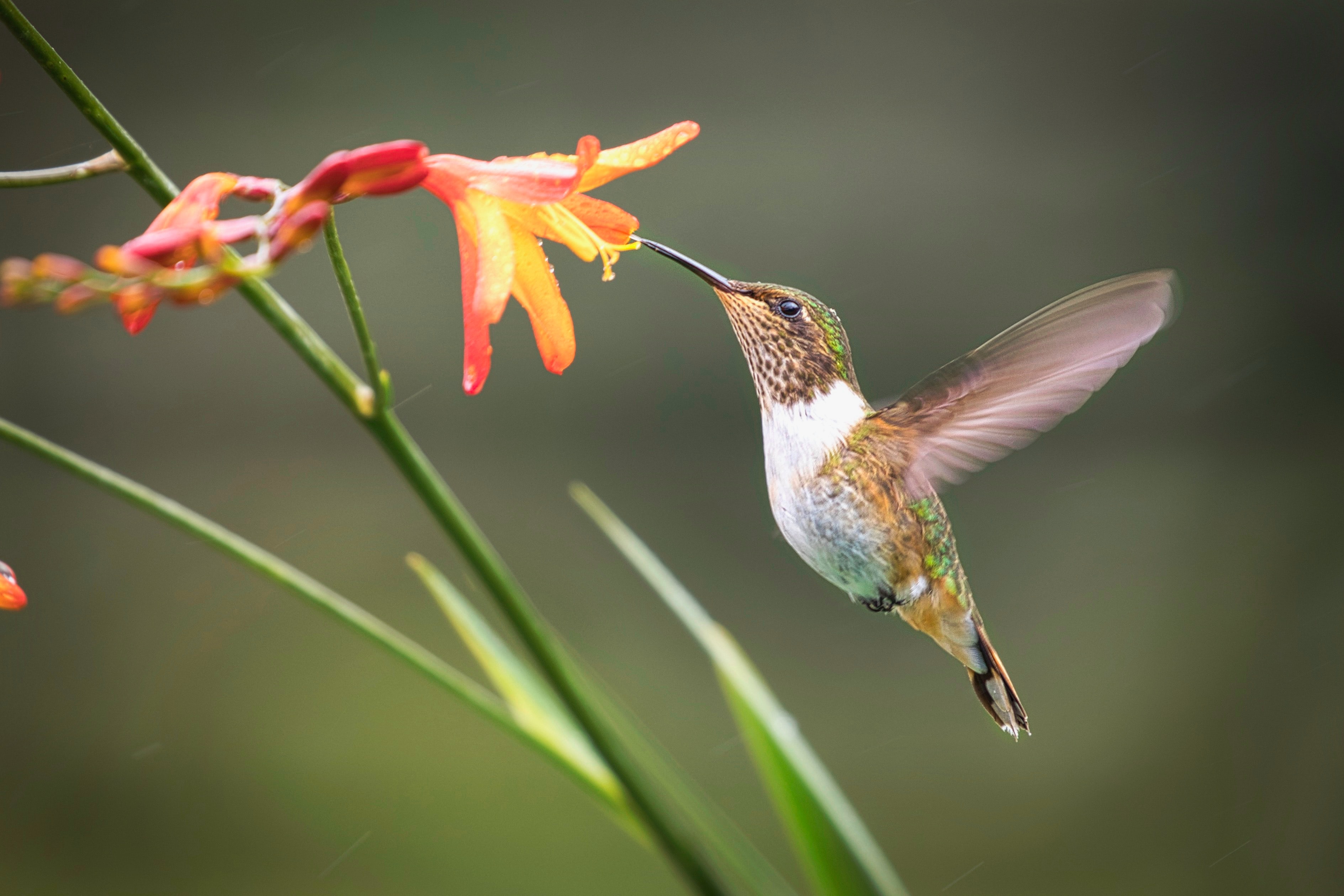 The Birdsong Technique