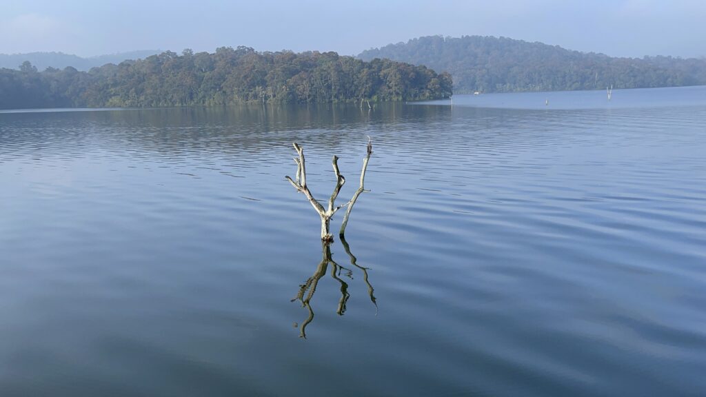 Bamboo Rafts and Brave Cousins: In God’s Own Country
